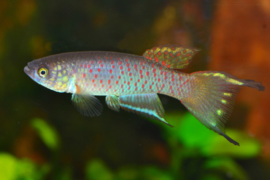 Rachovia splendens - Toluviejo,  25+ eggs