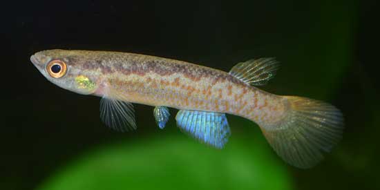 Rivulus boehlkei - TT, near Norcasia 12+ eggs