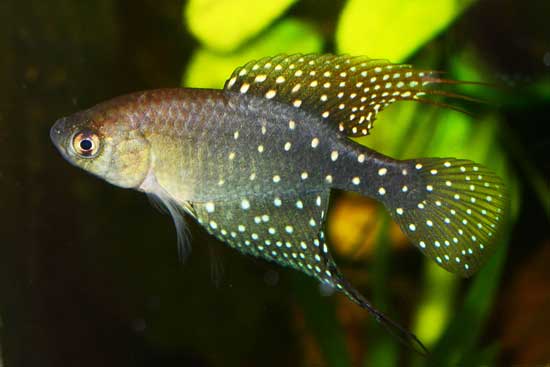 Spectrolebias brousseaui "Ponderosa" 25+ eggs